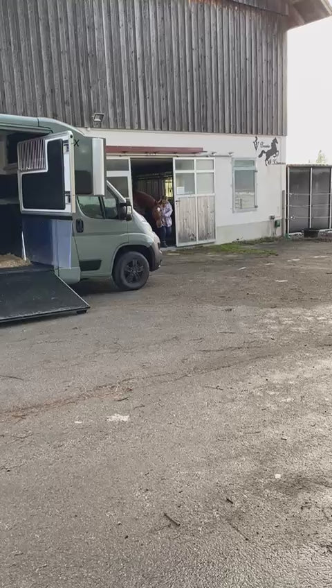 Pferdetransport